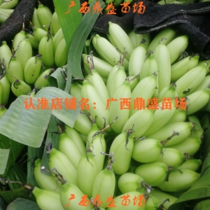 香蕉苗红香蕉矮化威廉斯b6桂蕉2号中蕉9号小米蕉皇帝蕉试管树包邮