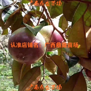 进口越南牛奶果苗星苹果树苗盆栽嫁接实生美味珍稀果树带土叶包邮