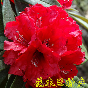 云南国旗红马缨花熟桩高山杜鹃映山红庭院绿植马樱花苗马樱花盆景