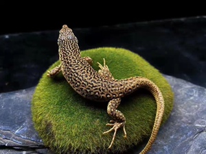 虫纹蜥 幼体 新手入门宠物 爬宠 小蜥蜴