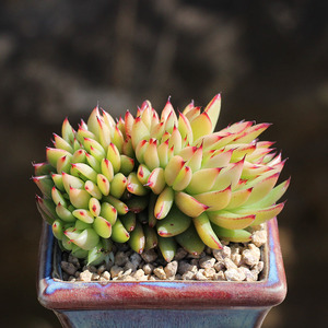 云南昆明多肉植物基地肉肉办公室绿植盆栽室内魅灵缀化