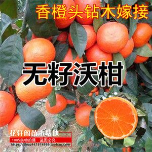 无籽沃柑苗 091无核 沃柑树苗 香橙头钻木嫁接橘子苗盆栽地栽柑橘