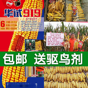 华试919牛脑壳玉米种子 华试919 抗倒 棒大 满尖 1kg/袋