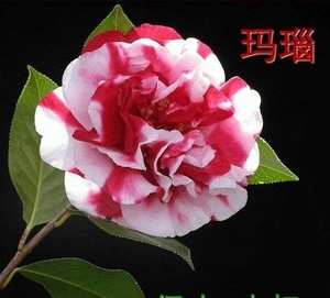 大玛瑙茶花云南