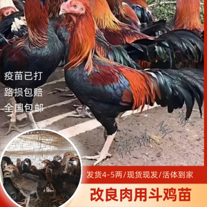 广西杂交斗鸡苗改良肉用斗鸡非纯种越南鬼子泰国中原小斗鸡活物苗