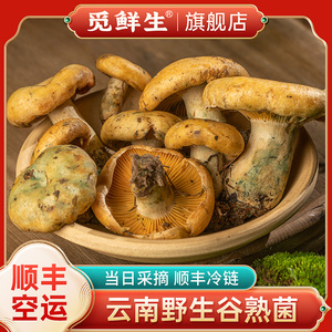 野生谷熟菌新鲜云南当季时令蔬菜菌类蘑菇红枞菌煲汤火锅材料500g