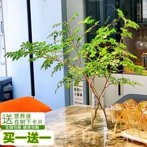 美男树水培植物鲜切枝马醉木吊钟平替客厅室内办公室装饰绿植盆栽