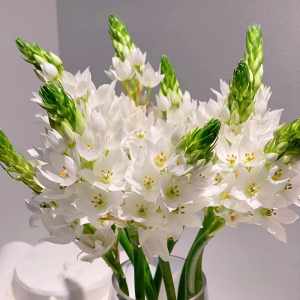 云南雀梅鲜花家用水养鲜切花昆明基地直发插花白橙色花顺丰情人节