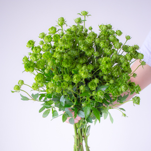 绿闪电多头玫瑰顺丰云南基地直发家庭婚礼鲜花鲜切插花a级母亲节