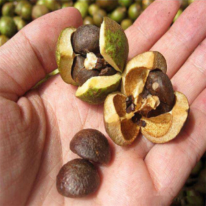 油桐果脱壳机全自动油茶果茶籽剥壳机 茶籽脱壳机 青油茶籽去皮机