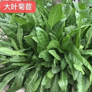 菊苣牧草种子组合成都厂家多年生苜蓿种植喂鸡鸭鹅鱼种籽