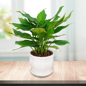 武汉同城 小万年青盆栽 办公室客厅室内桌面小盆栽净化空气小绿植