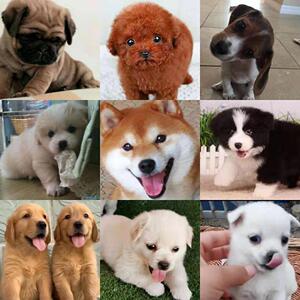 家养幼犬土狗长不大的串串狗崽中华田园犬小狗杂交狗黑白花狗活体