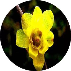 热卖五角梅盆栽蓝色腊梅 腊梅盆栽 梅花盆栽 秋冬季节庭院植物 梅