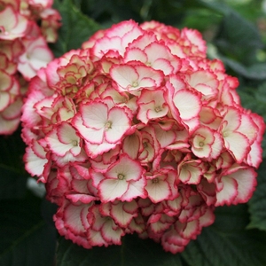 进口重瓣大花绣球花苗小苗加仑苗新品盆栽花卉 弗朗明戈 弗朗明哥