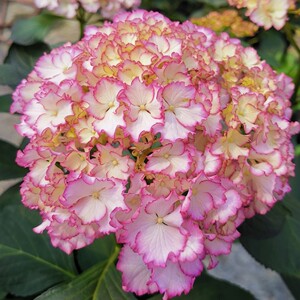 枫雪园艺 彩色梦想/性感女神 进口绣球新品花苗扦插小苗加仑苗