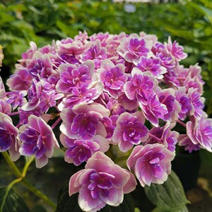 枫雪园艺 梦心地 庭院露台盆栽进口重瓣绣球花苗扦插苗小苗新品