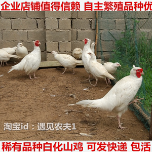 白山鸡白色野鸡公鸡母鸡白化七彩野山鸡活体蓝孔雀老母鸡可快递