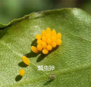 红蜘蛛生物防治的方法有哪些？到底长什么样？