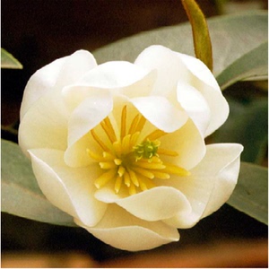 包邮盆栽盆景绿植花卉含笑苗含笑花苗黄花 5年苗 含笑树苗