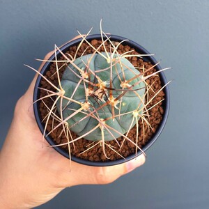 光琳玉仙人球植物盆栽进口狂刺仙人掌科多肉花卉室内绿植客厅花卉