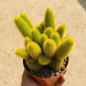 精品黄金条多肉黄金纽多头群生仙人柱会开橘花仙人球易活花卉盆栽