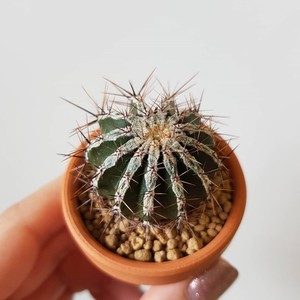 白条丸 白城西瓜球尤博球属仙人球冷门稀缺奇特仙人掌桌面小盆栽