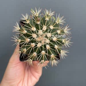 实生黄金云仙人球 颗粒土控养精选桌面花卉迷你小盆栽 露养好度夏