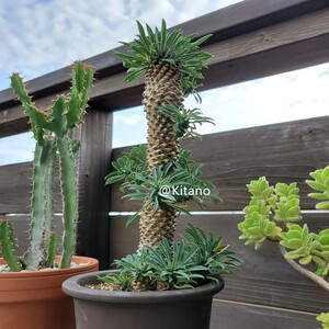 铁甲麒麟多头群生 峨眉山大戟科块根多肉植物防辐射室内绿植盆栽
