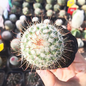 薇家多肉园 实生开花仙人球 丰明丸 多肉植物仙人球 防辐射盆栽