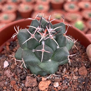 薇家巨象实生籽播仙人球开花仙人球仙人掌办公室小盆栽防辐射多肉