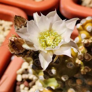 描春蛸壶团扇群生多头仙人球开大花仙人掌多肉植物绿植花卉盆栽