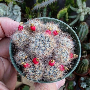 松霞仙人球 实生多头开花多肉植物小盆栽 群生花卉易爆盆子孙球