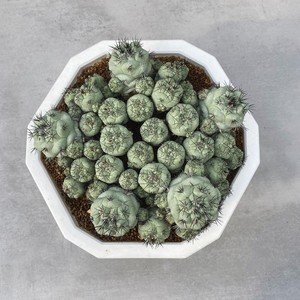 实生帝王丸ortegocactus macdougalli黄花色仙人球多肉植物