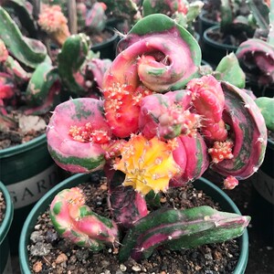 稀有品种 超大龙凤牡丹仙人柱仙人球多肉植物千变万化可一物一拍