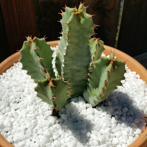 白角麒麟大戟科多肉植物盆栽室内花卉开花黄色好养活仙人掌仙人球