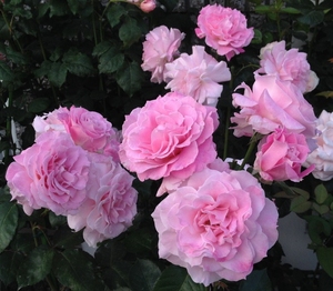 沉默的爱月季   勤花 强香 阳台庭院 多季节重复盛开 绿植 花苗