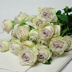 珞孜直播间13号链接银雨月季根接苗大花灌木