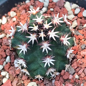 青花虾仙人球精品短豪刺鹿角柱属开绿花奇特植物室内防辐射盆栽