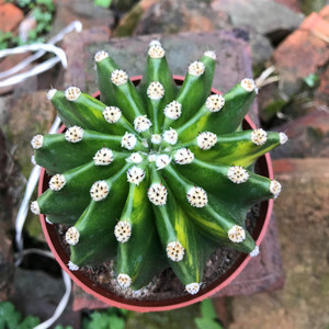 世界图锦仙人球 大颗带锦开花多肉植物室内防辐射桌面绿植盆栽