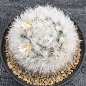 实生白云高砂仙人球 精选高绒开花萌球植物室内装饰可爱小盆栽