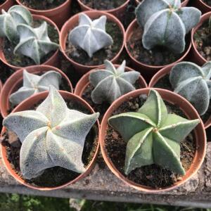 鸾凤玉 五角琉璃银沙组合套餐 实生开花仙人球室内植物办公桌盆栽