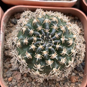 乌艳丸 方便面自根开花仙人球多肉植物无刺不扎手 室内防辐射盆栽