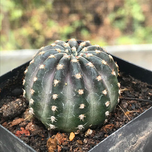 昭和仙人球 丽花球属短刺红色羽毛花开花奇特室内好养多肉植物