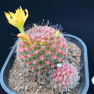 红娜丸仙人球开花红色萌球多肉植物室内好养创意装饰盆栽桌面摆设