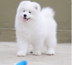 无偿领养纯种萨摩耶犬幼犬幼崽雪橇犬微笑天使萨摩耶活体宠物狗狗