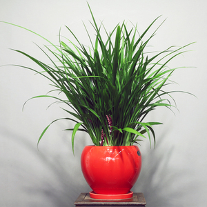 吉祥草绿叶盆栽四季常青植物小叶万年青吉祥如意草办公居家绿植