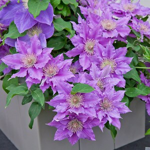 啤酒 铁线莲大道系列扦插小苗包鲜活包对版