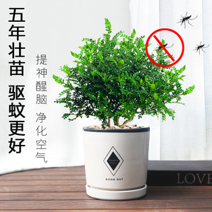 驱蚊草植物室外禄植客厅适合阳台种的容易养活防蚊室内盆栽四季养