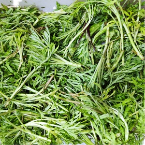 东北特产山野菜柳蒿芽 新鲜柳蒿芽 4份顺丰包邮